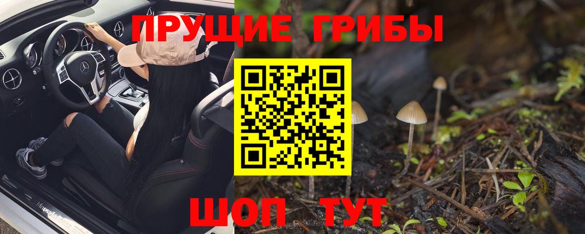 Псилоцибиновые грибы Psilocybine cubensis Владимир